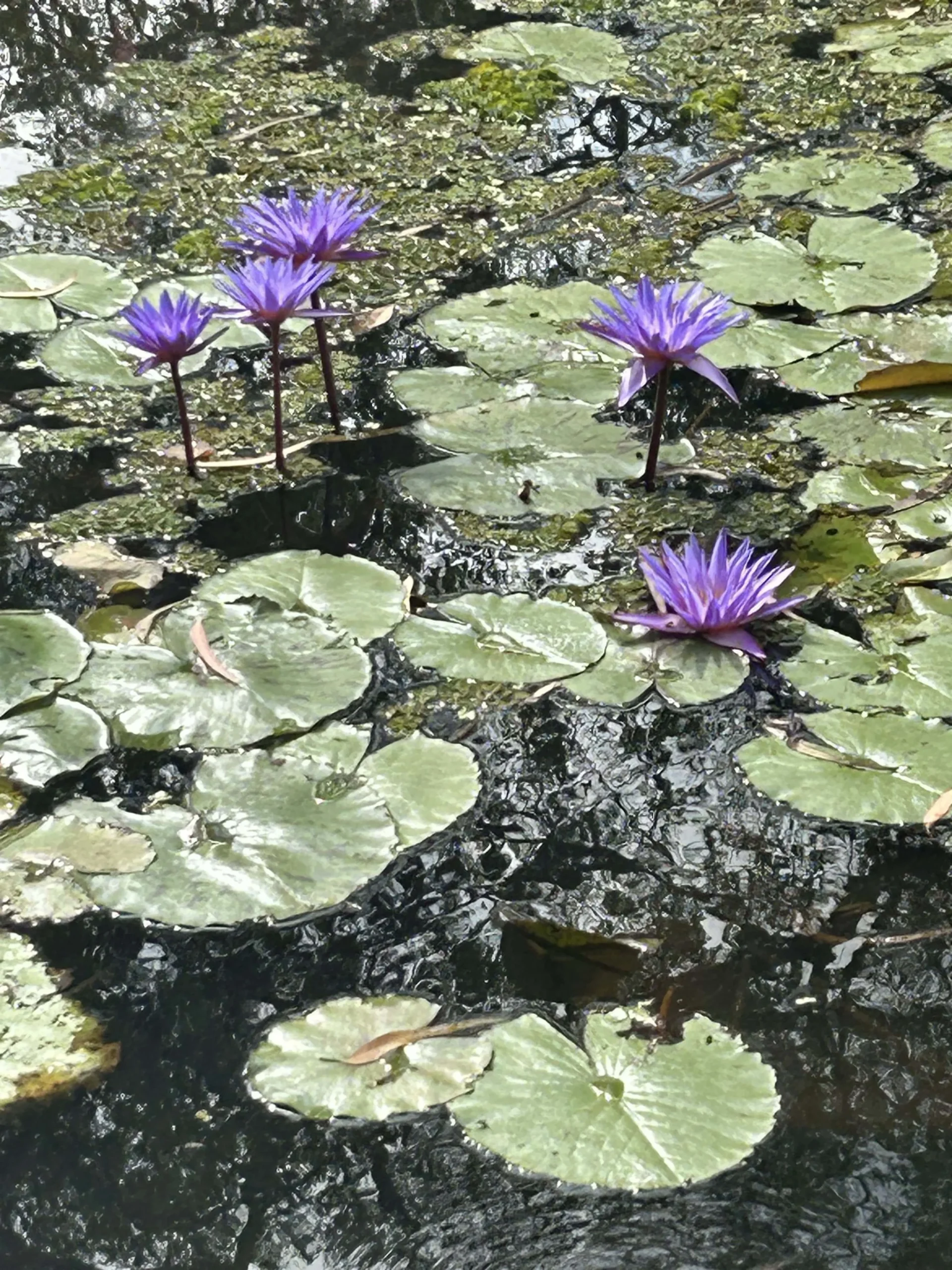 flower in a lake